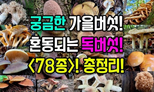 伤风胶囊适应什么症状吃-伤风胶囊适应什么症状网- 伤风胶囊适应什么症状使用知识,分享伤风胶囊的付作用